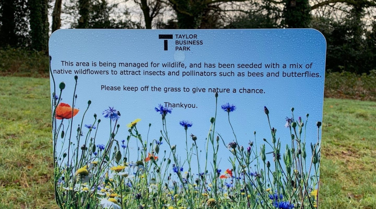 Wildflowers at Taylor Business Park
